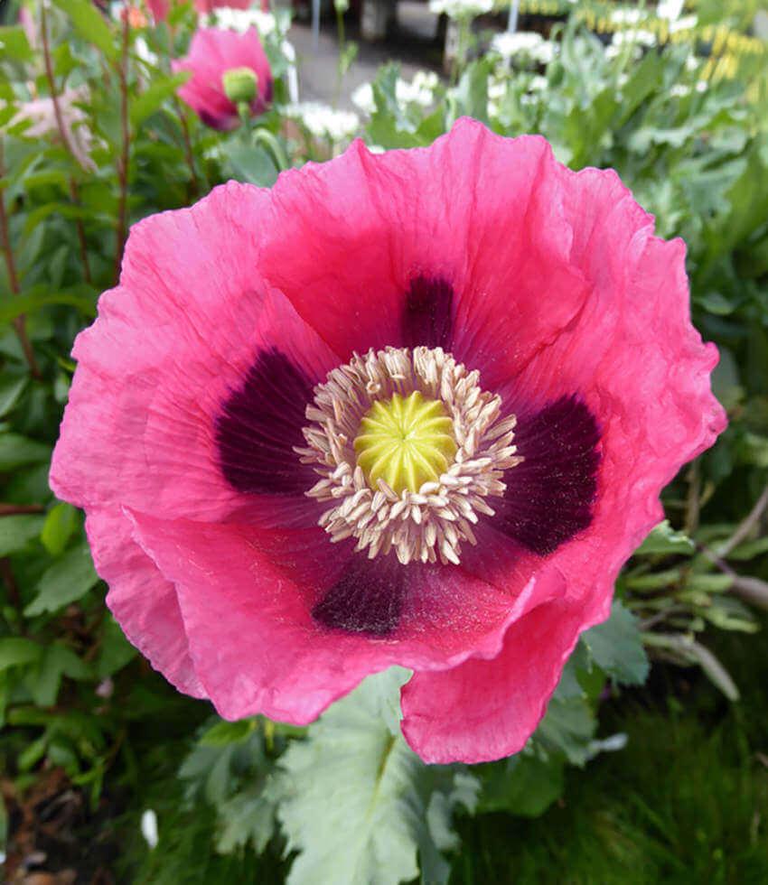 Papaver hybridum - Cupcake Annie's Annuals Annie's Annuals and Perennials