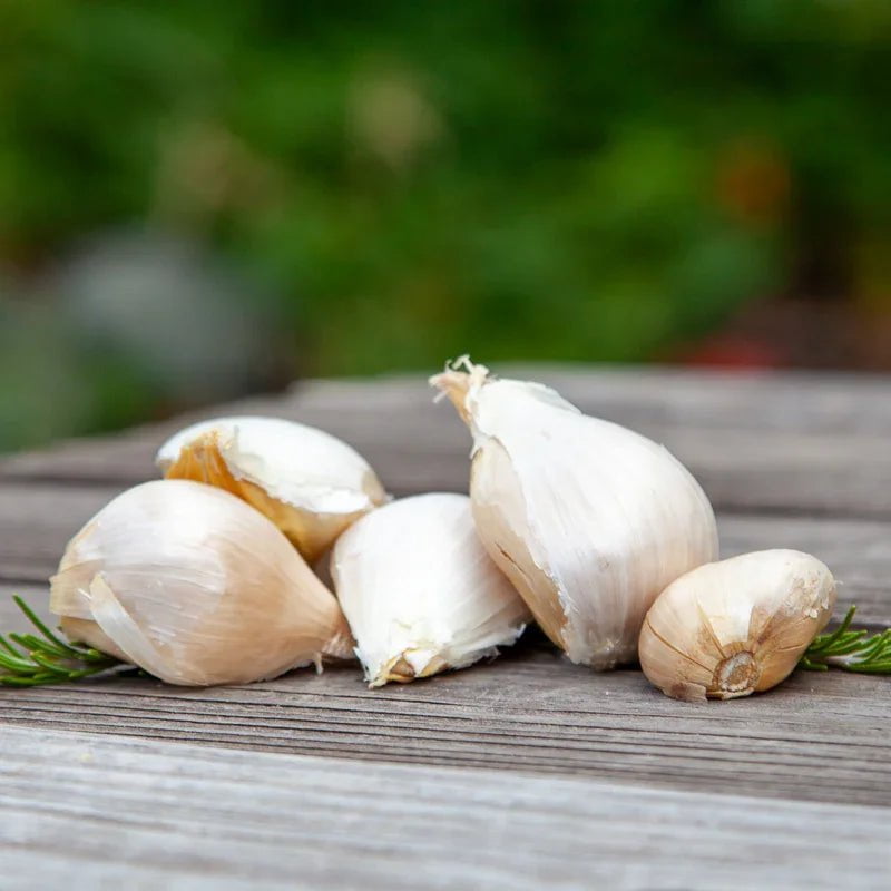Elephant Garlic for Planting | Annie's Annuals Garlic Grow Organic and Perennials