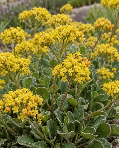 Kannah Creek Buckwheat | Eriogonum | Annie's Annuals Annie's Annuals Annie's Annuals and Perennials