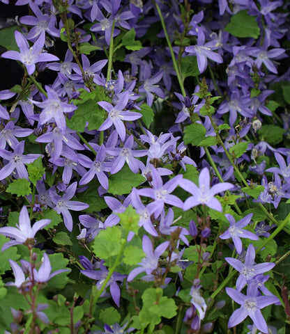 Campanula poscharskyana - Blue Waterfall Annie's Annuals Annie's Annuals and Perennials