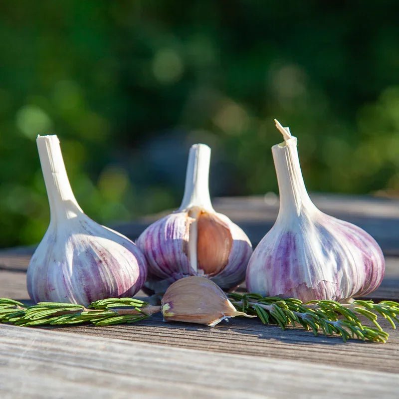 Georgian Fire Garlic for Planting | Annie's Annuals Garlic Grow Organic and Perennials