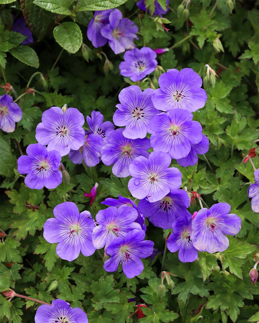 Geranium - Rozanne Annie's Annuals Annie's Annuals and Perennials