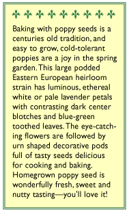 Hungarian Breadseed Poppy Seeds Flower Seeds Renee's Garden and Perennials