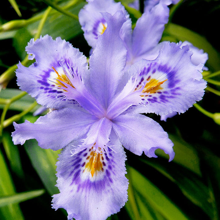 Iris confusa - Chengdu Annie's Annuals Annie's Annuals and Perennials