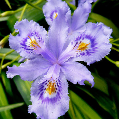 Iris confusa - Chengdu Annie's Annuals Annie's Annuals and Perennials