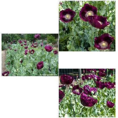 Deep ruby-purple Lauren's Dark Grape poppy flowers