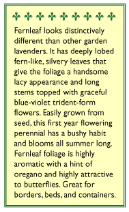 Renee's Garden Lavender Fernleaf - Grow Organic Vegetable Seeds Annie's Annuals and Perennials