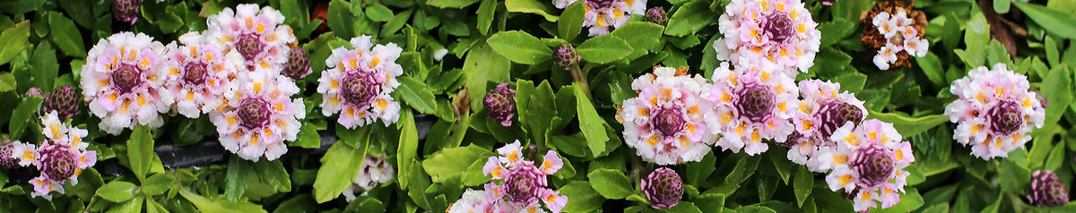 Lippia - Frog fruit – Annie's Annuals & Perennials