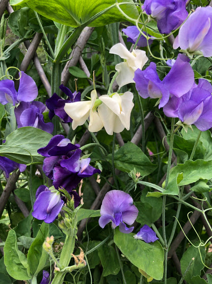 Mermaid’s Dream Heirloom Sweet Pea Seeds Flower Seeds Renee's Garden and Perennials