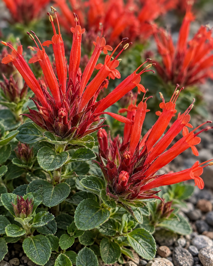 Monardella 'Marian Sampson' | Scarlet Monardella | Annie's Annie's Annuals Annie's Annuals and Perennials