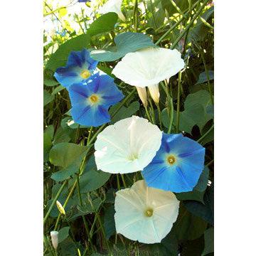 Mailbox Mix Heirloom Morning Glory Seeds Flower Seeds Renee's Garden and Perennials