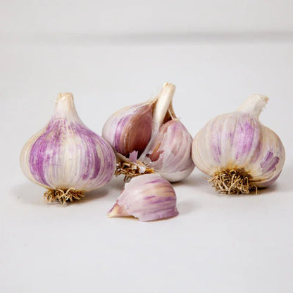 Music Garlic for Planting | Annie's Annuals Garlic Grow Organic and Perennials