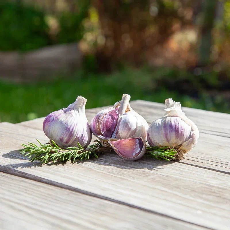 Music Garlic for Planting | Annie's Annuals Garlic Grow Organic and Perennials