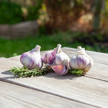 Music Garlic for Planting | Annie's Annuals Garlic Grow Organic and Perennials