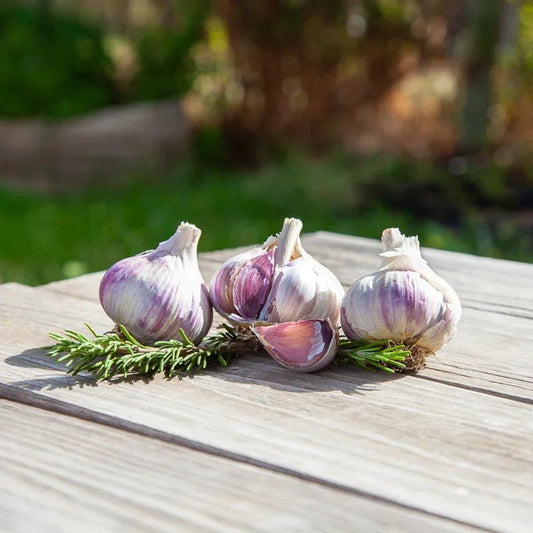 Music Garlic for Planting | Annie's Annuals Garlic Grow Organic and Perennials