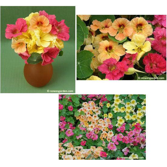 Aloha Mix Hummingbird Nasturtium Seeds Flower Seeds Renee's Garden and Perennials