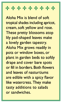Aloha Mix Hummingbird Nasturtium Seeds Flower Seeds Renee's Garden and Perennials