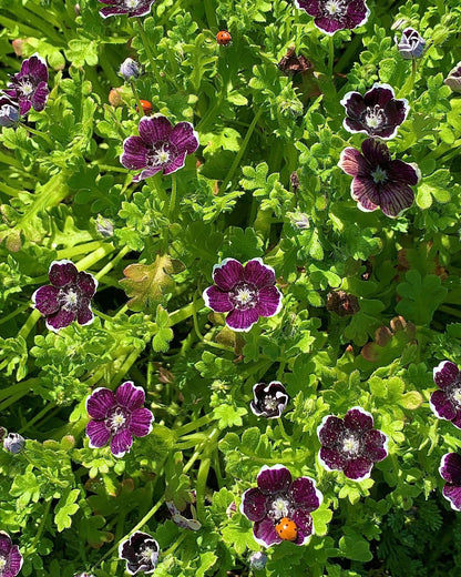 Nemophila menziesii - Penny Black Annie's Annuals Annie's Annuals and Perennials