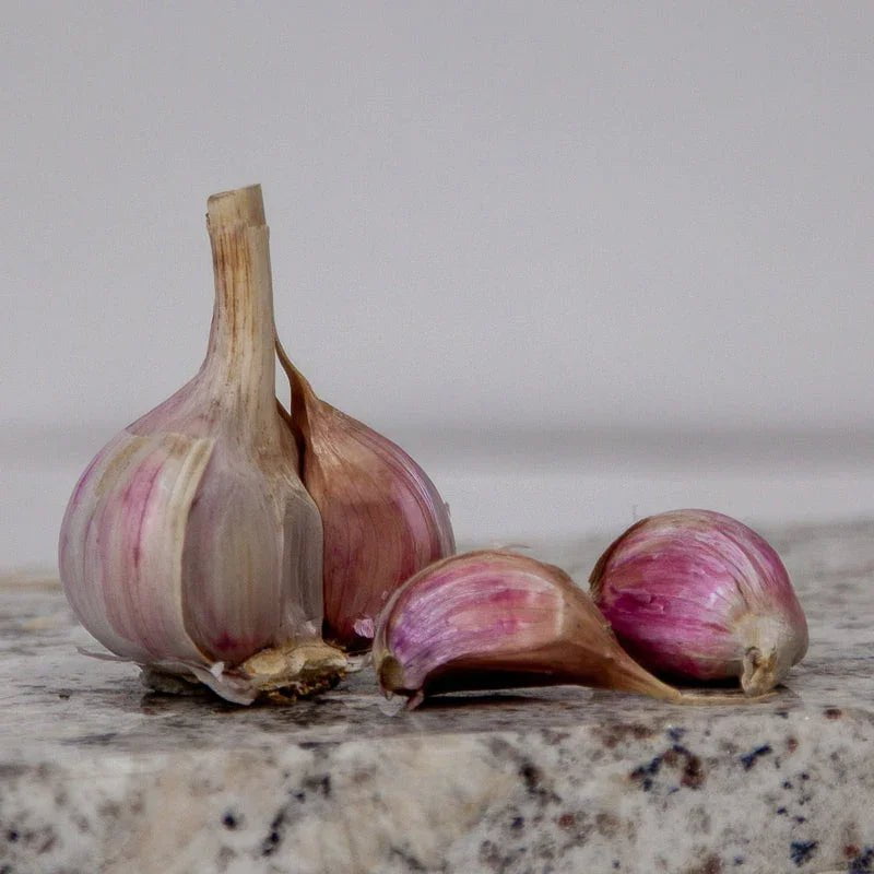 Organic Duganski Garlic for Planting | Annie's Annuals Garlic Grow Organic and Perennials