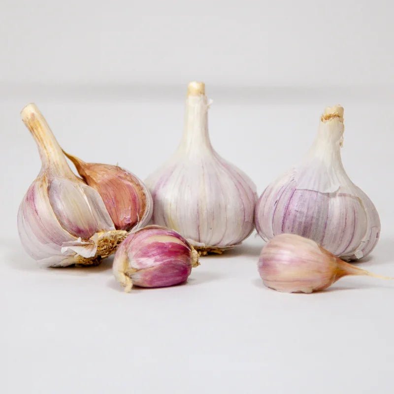 Organic Duganski Garlic for Planting | Annie's Annuals Garlic Grow Organic and Perennials