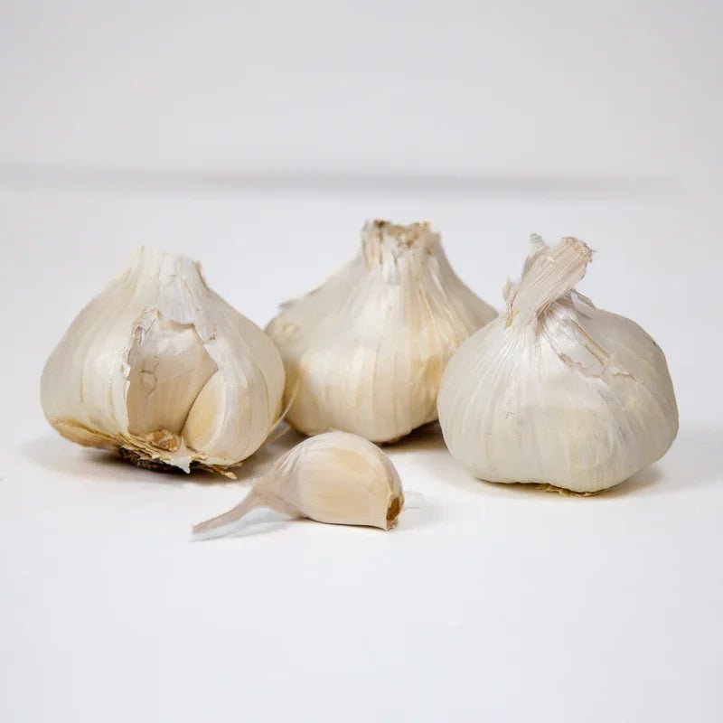 Organic Early Purple Italian Garlic for Planting | Annie's Annuals Garlic Grow Organic and Perennials