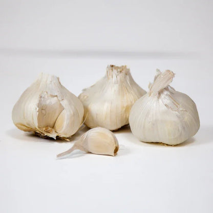 Organic Early Purple Italian Garlic for Planting | Annie's Annuals Garlic Grow Organic and Perennials