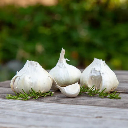 Organic Early Purple Italian Garlic for Planting | Annie's Annuals Garlic Grow Organic and Perennials