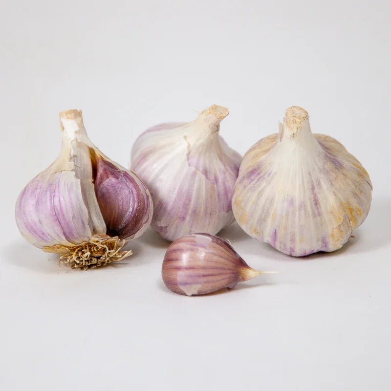 Organic German Extra Hardy Garlic for Planting | Annie's Annuals Garlic Grow Organic and Perennials
