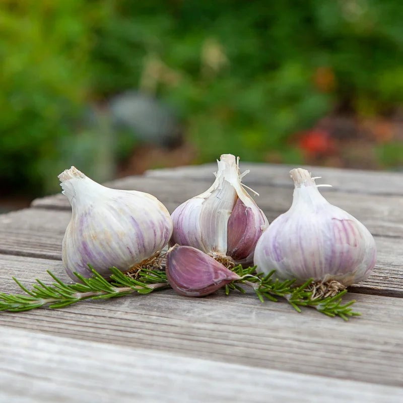 Organic German Extra Hardy Garlic for Planting | Annie's Annuals Garlic Grow Organic and Perennials