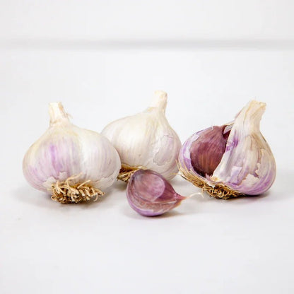 Organic German White Garlic for Planting | Annie's Annuals Garlic Grow Organic and Perennials