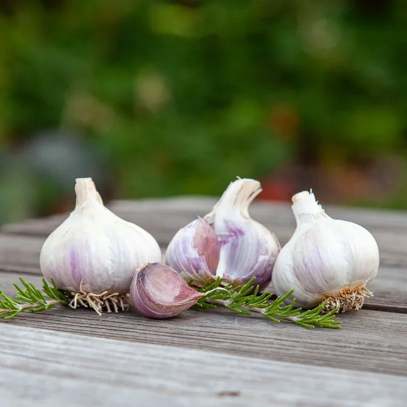 Organic German White Garlic for Planting | Annie's Annuals Garlic Grow Organic and Perennials