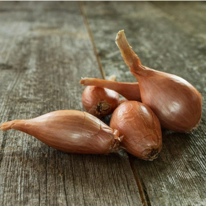 Organic Grey Shallots for Planting | Annie's Annuals Garlic Grow Organic and Perennials