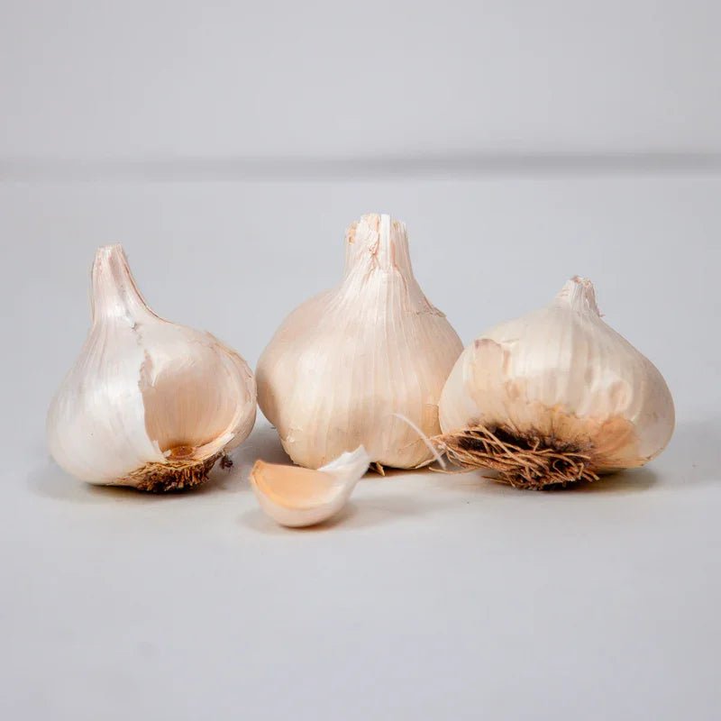 Organic Inchelium Red Garlic for Planting | Annie's Annuals Garlic Grow Organic and Perennials