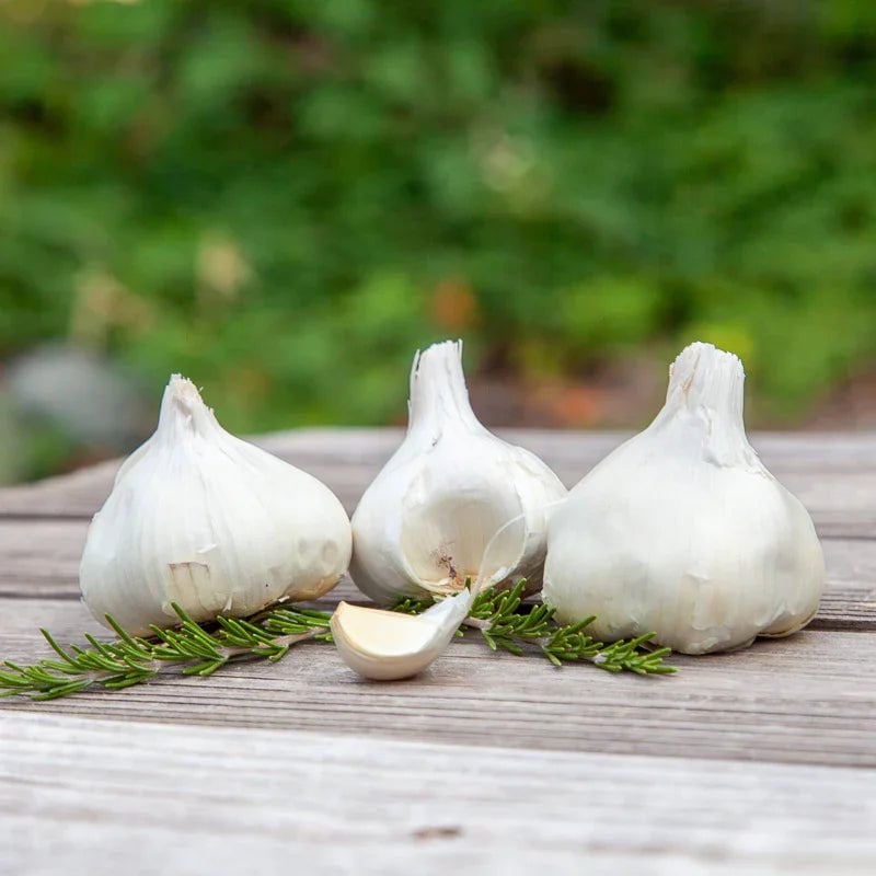 Organic Inchelium Red Garlic for Planting | Annie's Annuals Garlic Grow Organic and Perennials