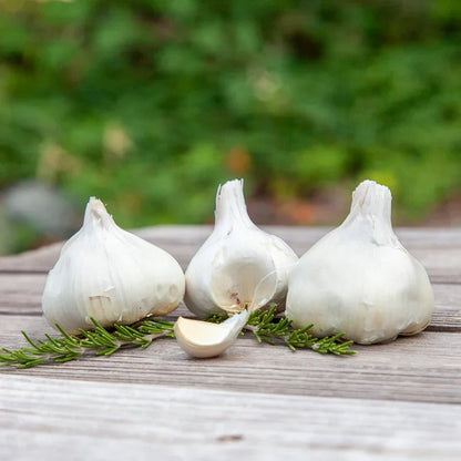 Organic Inchelium Red Garlic for Planting | Annie's Annuals Garlic Grow Organic and Perennials