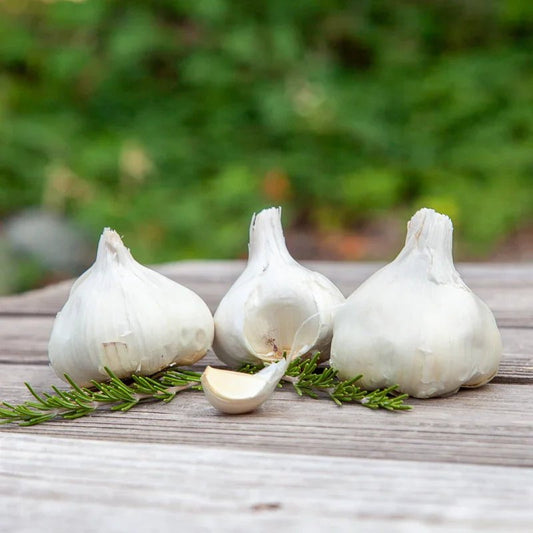 Organic Inchelium Red Garlic for Planting | Annie's Annuals Garlic Grow Organic and Perennials