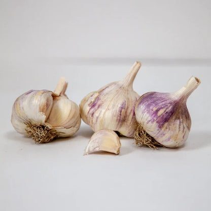 Organic Kingsland Garlic for Planting | Annie's Annuals Garlic Grow Organic and Perennials