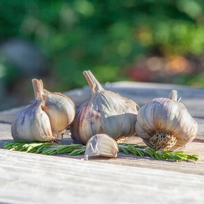 Organic Kingsland Garlic for Planting | Annie's Annuals Garlic Grow Organic and Perennials