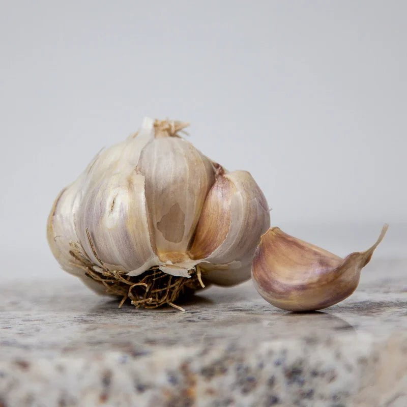 Organic Messidor Garlic for Planting | Annie's Annuals Garlic Grow Organic and Perennials