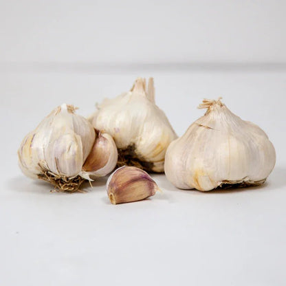 Organic Messidor Garlic for Planting | Annie's Annuals Garlic Grow Organic and Perennials