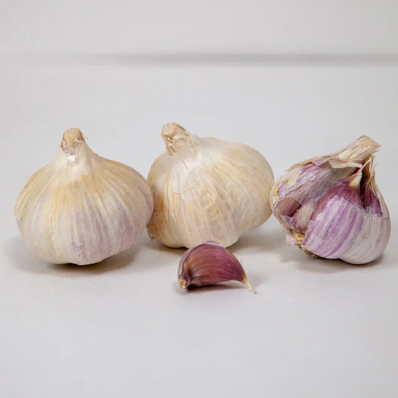 Organic Norquay Garlic for Planting | Annie's Annuals Garlic Grow Organic and Perennials