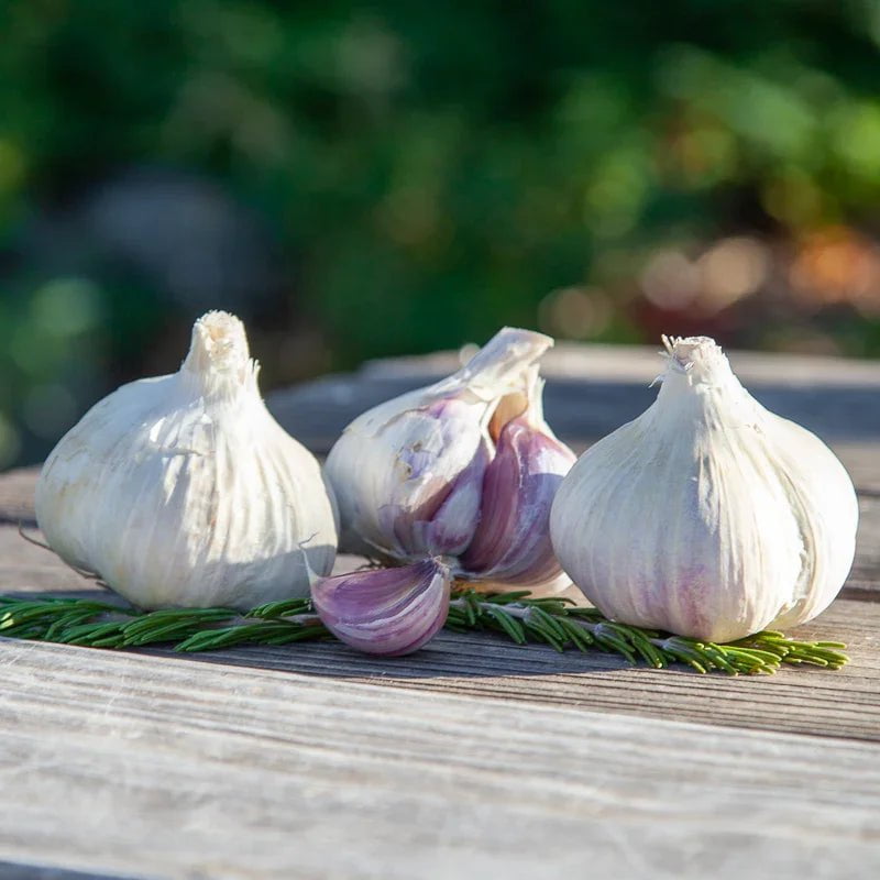 Organic Norquay Garlic for Planting | Annie's Annuals Garlic Grow Organic and Perennials