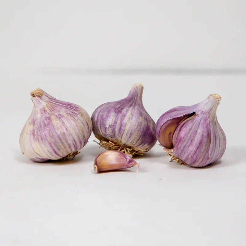Organic Persian Star Garlic for Planting | Annie's Annuals Garlic Grow Organic and Perennials