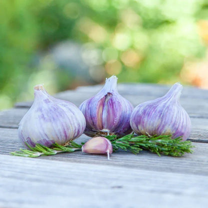 Organic Persian Star Garlic for Planting | Annie's Annuals Garlic Grow Organic and Perennials