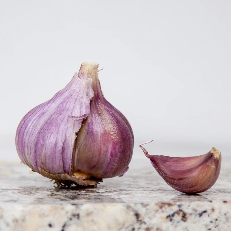 Organic Red Chesnok Garlic for Planting | Annie's Annuals Garlic Grow Organic and Perennials