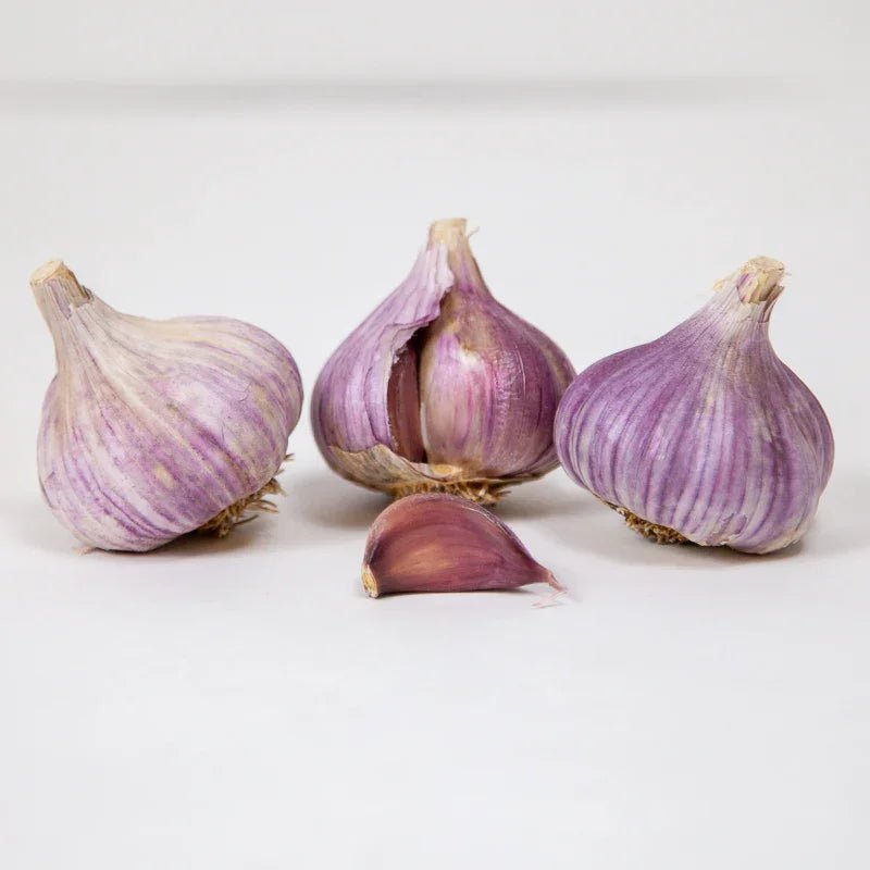 Organic Red Chesnok Garlic for Planting | Annie's Annuals Garlic Grow Organic and Perennials