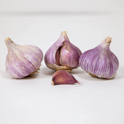 Organic Red Chesnok Garlic for Planting | Annie's Annuals Garlic Grow Organic and Perennials