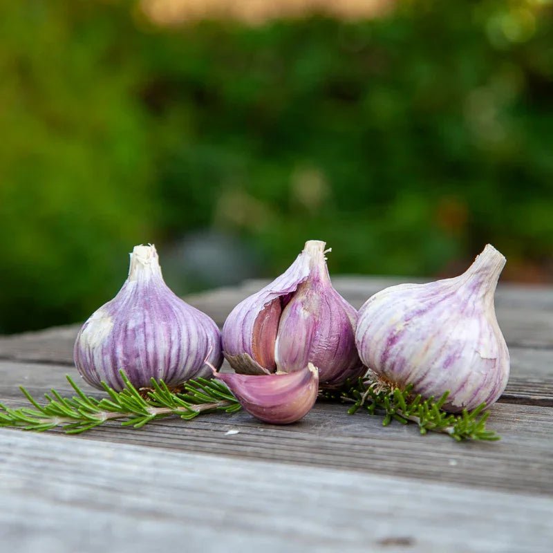 Organic Red Chesnok Garlic for Planting | Annie's Annuals Garlic Grow Organic and Perennials