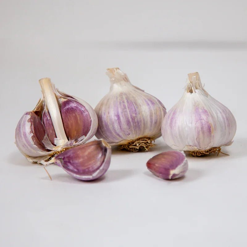 Organic Romanian Red Garlic for Planting | Annie's Annuals Garlic Grow Organic and Perennials