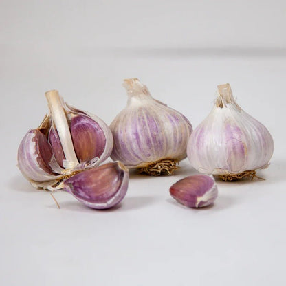 Organic Romanian Red Garlic for Planting | Annie's Annuals Garlic Grow Organic and Perennials
